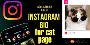 Best Instagram Bio for Cats